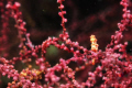   Hippocampus denisevery challenging photograph  